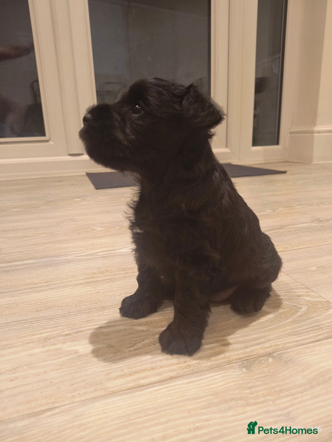 Miniature Schnauzer dogs for sale: Black Miniature Schnauzer Puppy – Girl Available - Advert 10