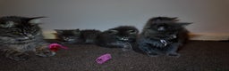 Maine Coon cats for sale: Beautiful Mainecoon Kittens Maine Coon Purebred - Advert 9