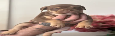 Mixed Breed 1
