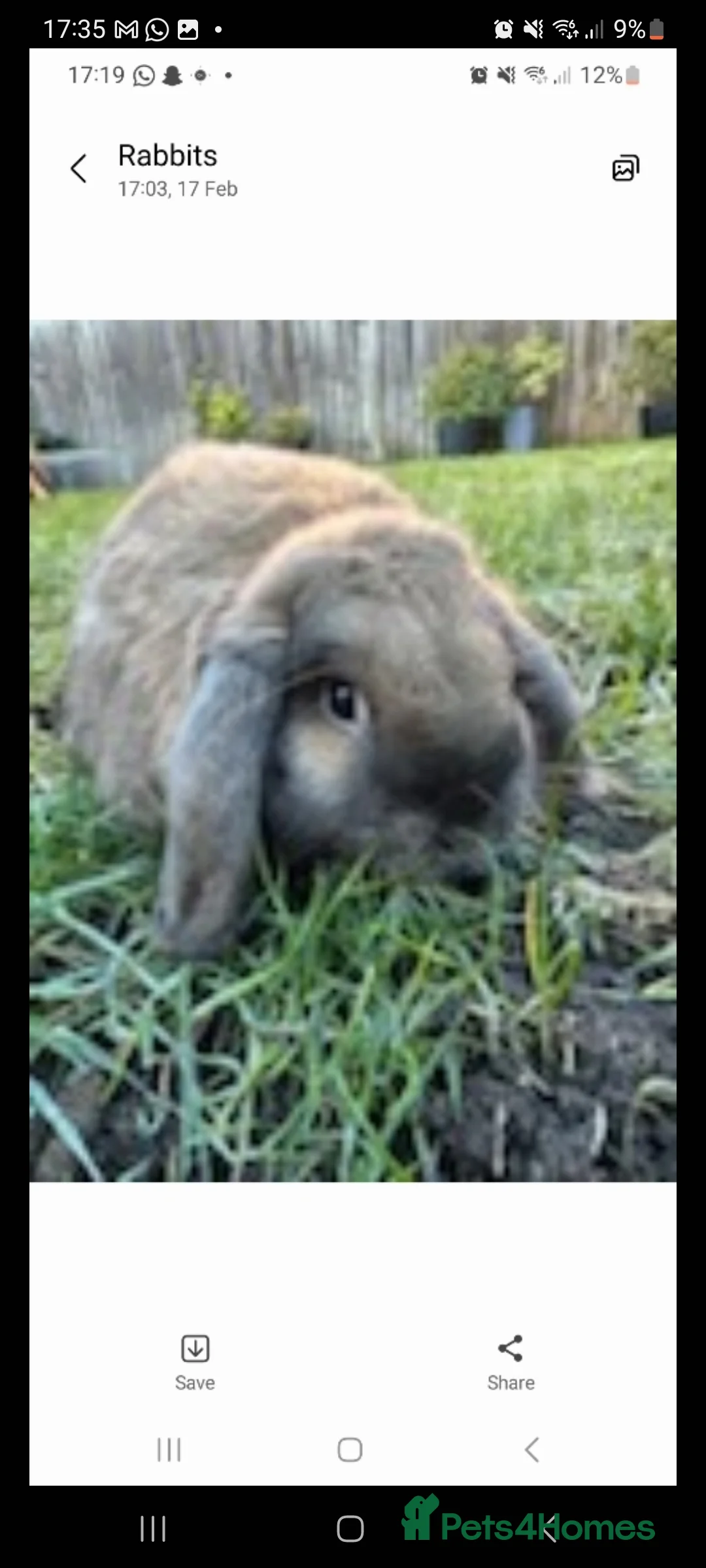 Mixed Breed rabbits for sale: Lovely bunny  - Advert 2