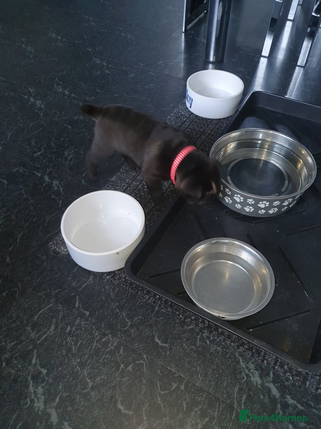 Shar Pei dogs for sale: Stunning KC Registered Shar Pei puppies - Advert 6