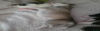 Akita 3