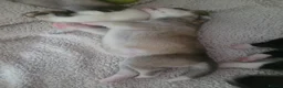Akita dogs for sale: 4 beautiful American akita puppies  - Advert 4