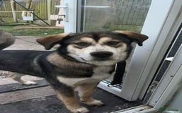 Mixed Breed dogs for sale: Husky x Labrador 2 years old  - Advert 6