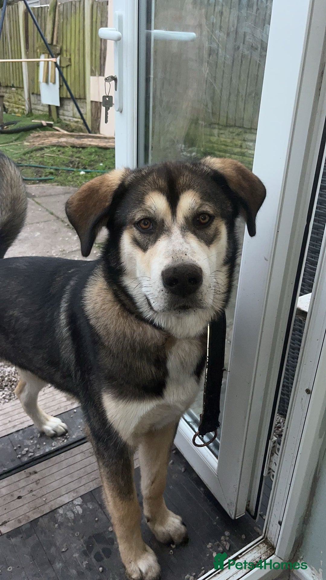 Mixed Breed dogs for sale: Husky x Labrador 2 years old  - Advert 6