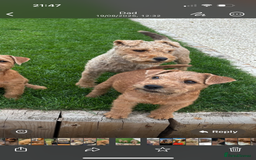 Lakeland Terrier dogs for sale:  red Lakeland terrier female for sale  - Advert 2