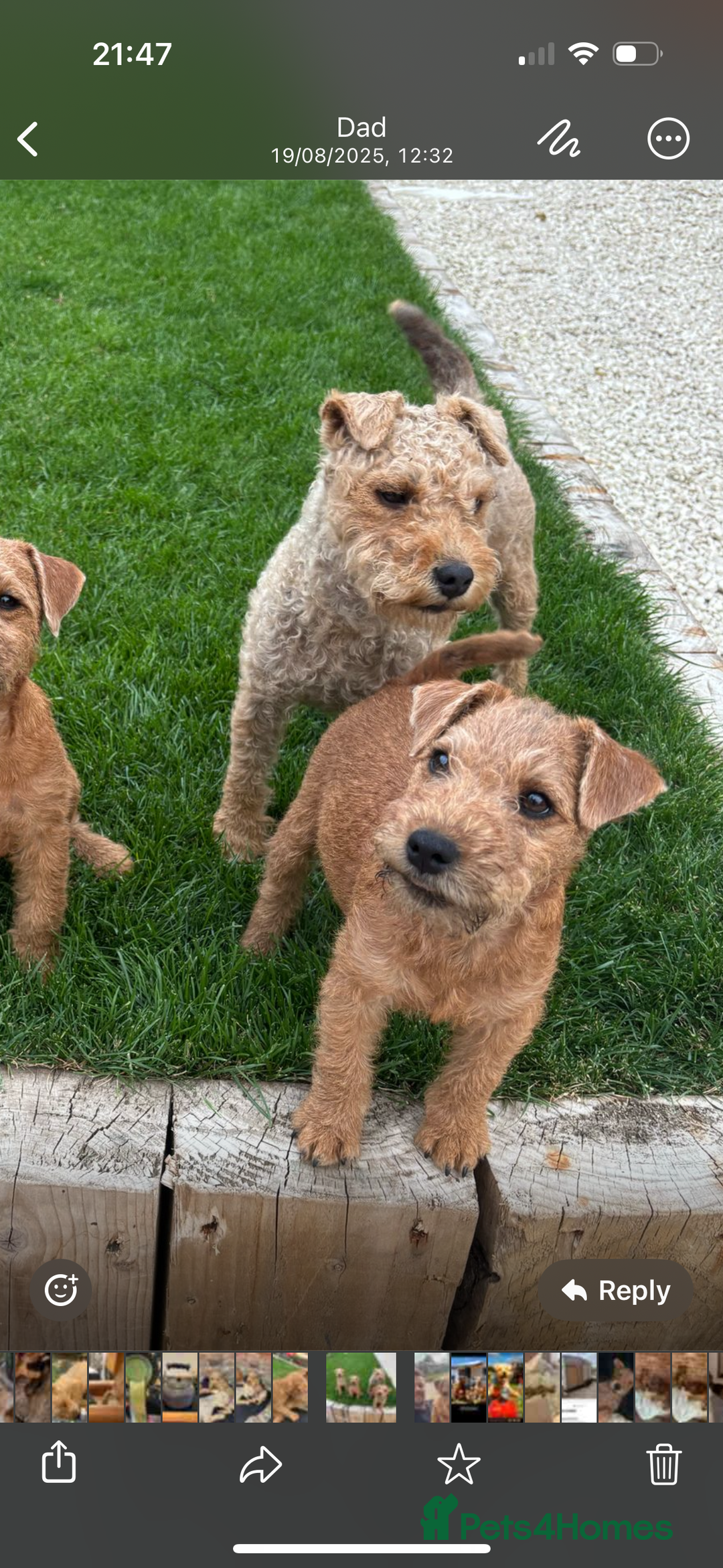 Lakeland Terrier dogs for sale:  red Lakeland terrier female for sale  - Advert 2