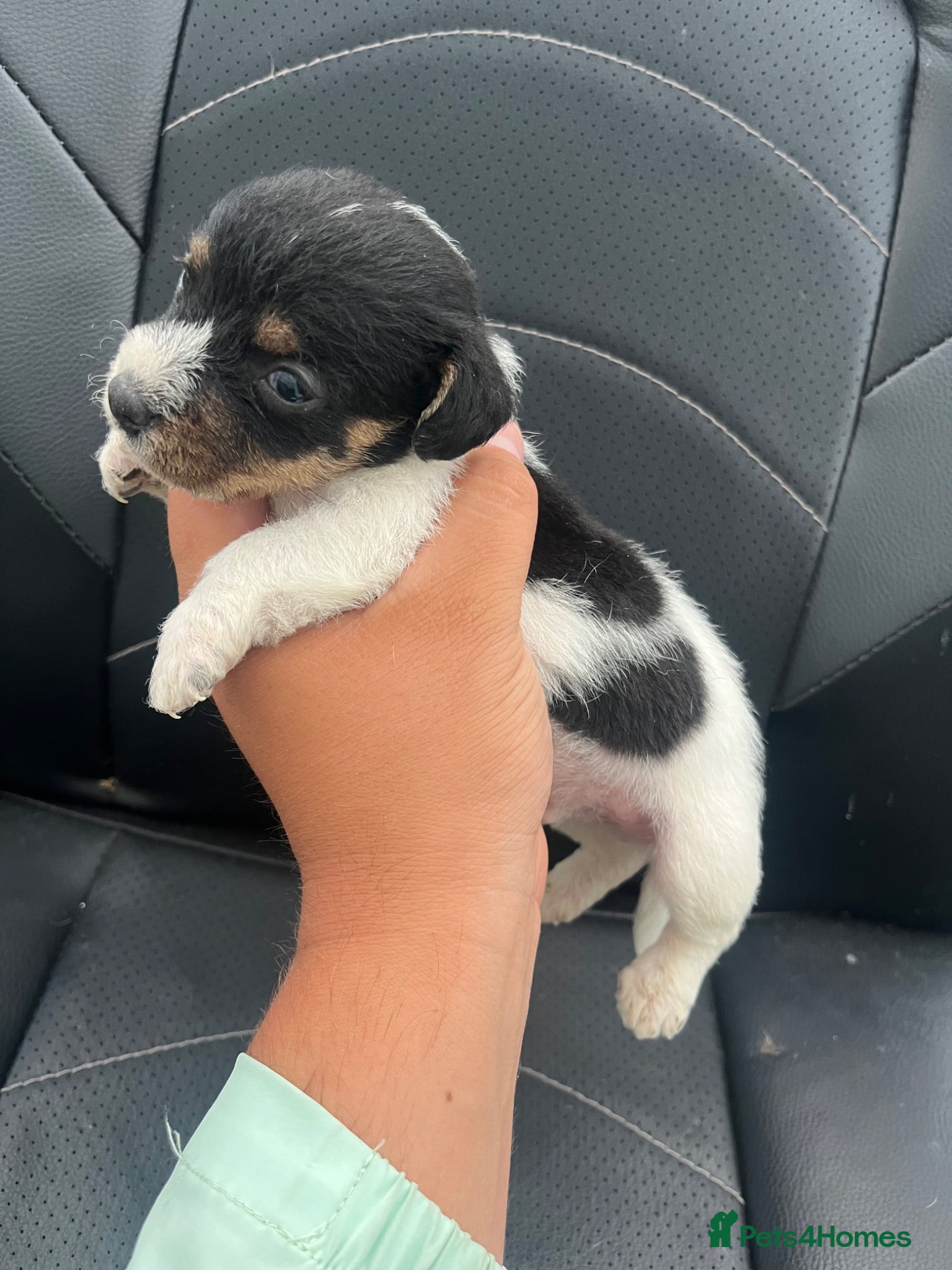 Jack Russell dogs 5 adorable Jack Russell puppies 🐶❤️ - Advert 2