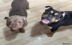 Old Tyme Bulldog dogs for sale: Beautiful Roxy to be rehomed  - Image 1