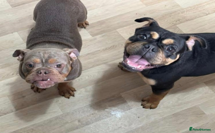 Old Tyme Bulldog dogs - Advert 1