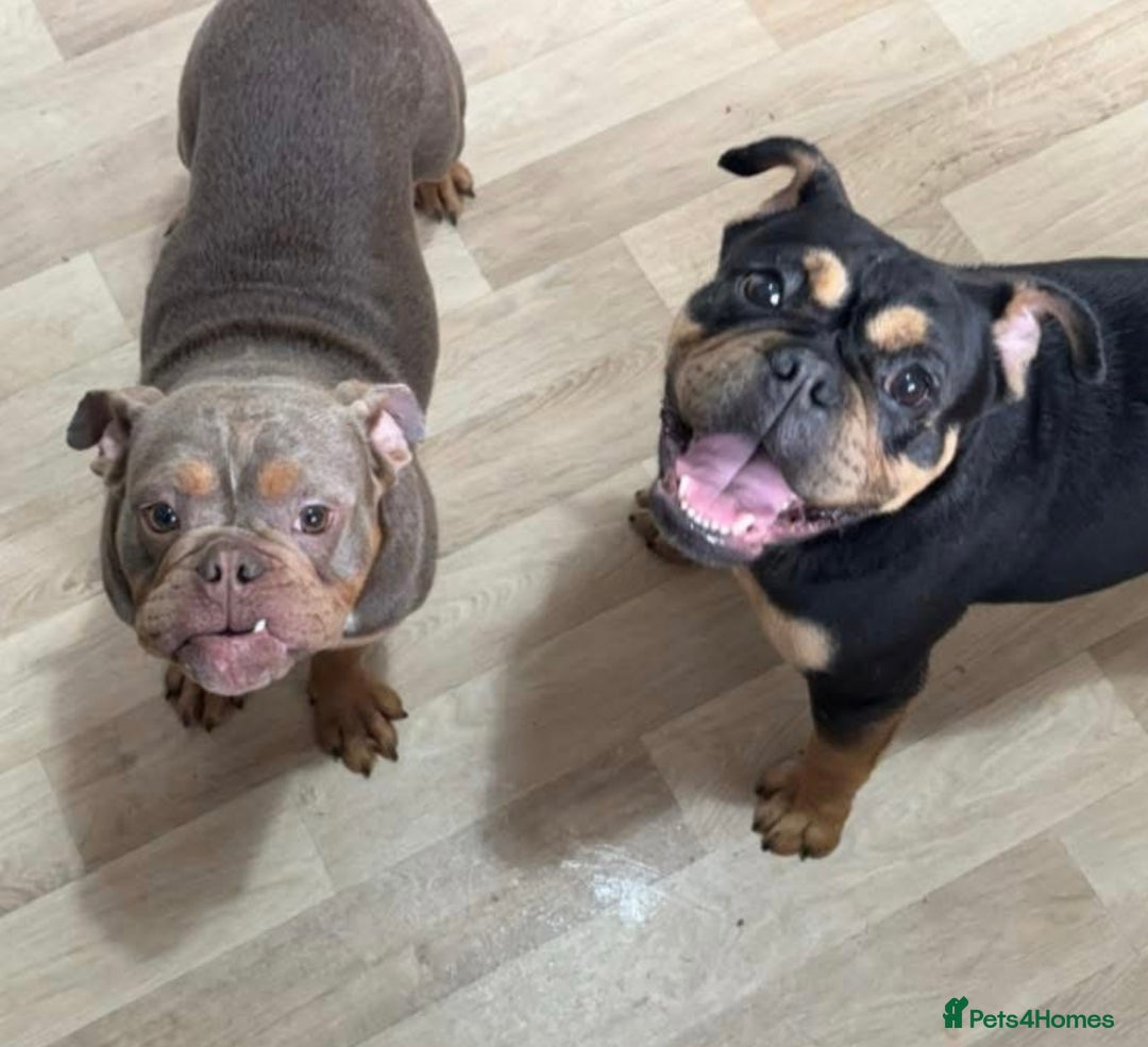 Old Tyme Bulldog dogs for sale: Beautiful Roxy to be rehomed  - Image 1