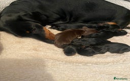 Miniature Dachshund dogs for stud: Proven, KC, PRA clear, tested Miniature Dachshund in Hinckley - Image 14