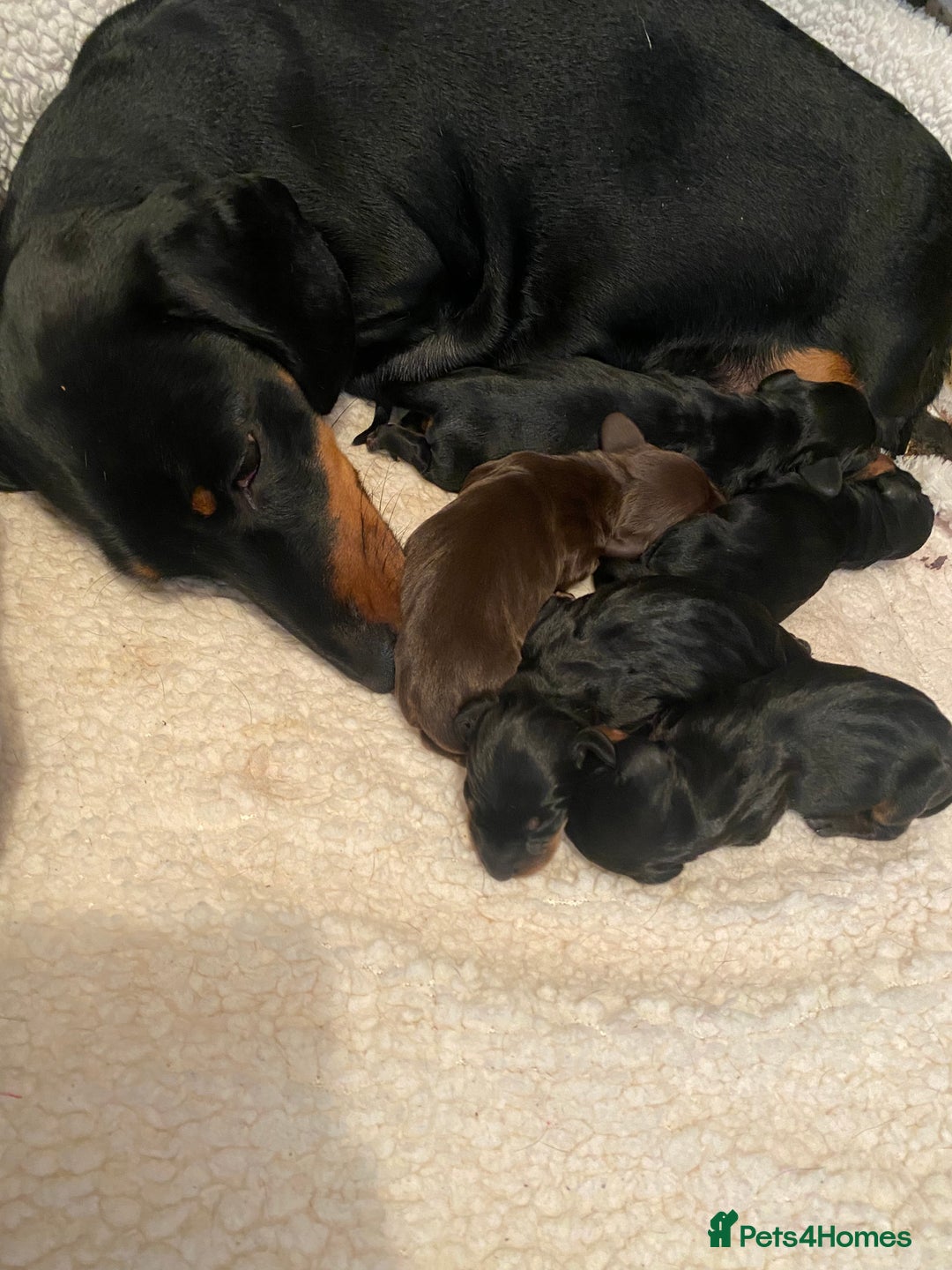 Miniature Dachshund dogs for stud: Proven, KC, PRA clear, tested Miniature Dachshund in Hinckley - Image 14