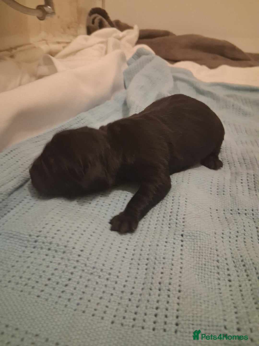 Labrador Retriever dogs for sale: Labrador Puppies!!! - Advert 6