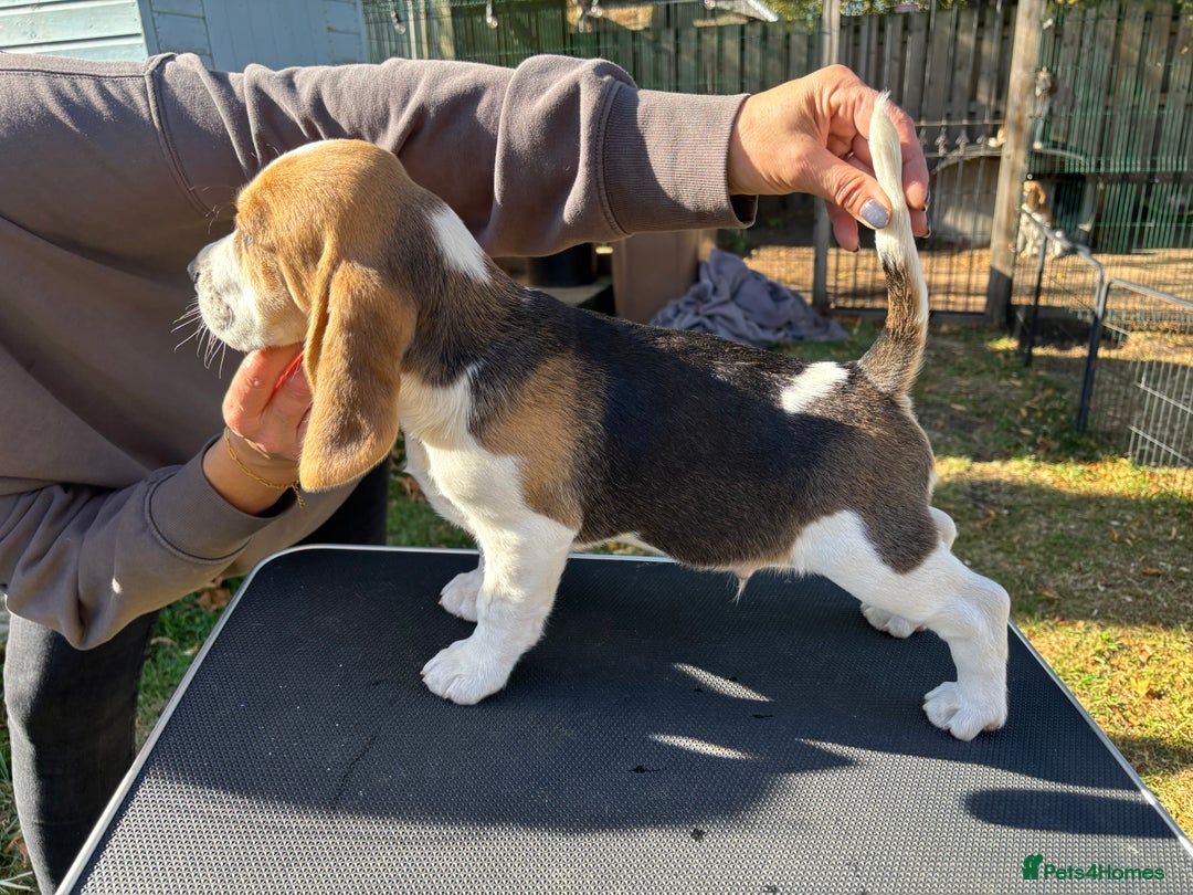 Beagle dogs for sale: Male Beagle Puppies  - Image 7
