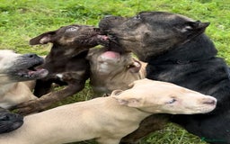 Mixed Breed dogs for sale: Cane Corso/Presa Canario Molloser dogs  - Image 7
