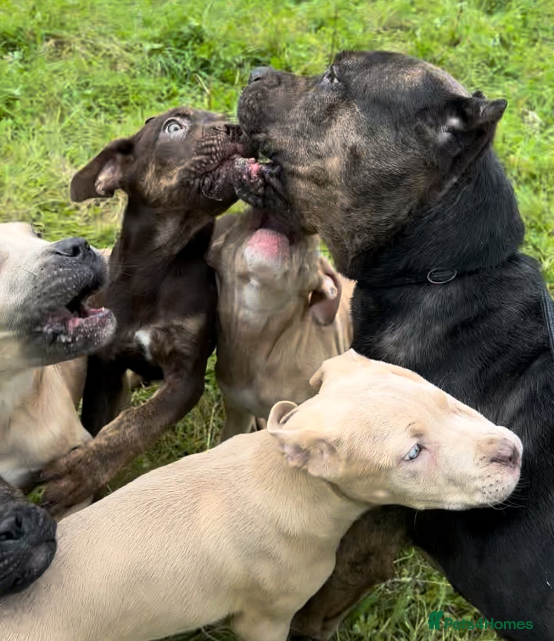 Mixed Breed dogs for sale: Cane Corso/Presa Canario Molloser dogs  - Image 7