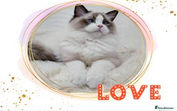 Ragdoll cats for stud: GCCF RAGDOLL STUD CHUNKY BIG BOY MILTON KEYNES in Milton Keynes - Image 7