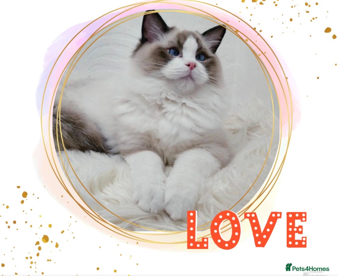 Ragdoll cats for stud: GCCF RAGDOLL STUD CHUNKY BIG BOY MILTON KEYNES in Milton Keynes - Image 7