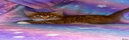 Maine Coon cats for sale: Beautiful Maine Coon Cross  - Advert 6