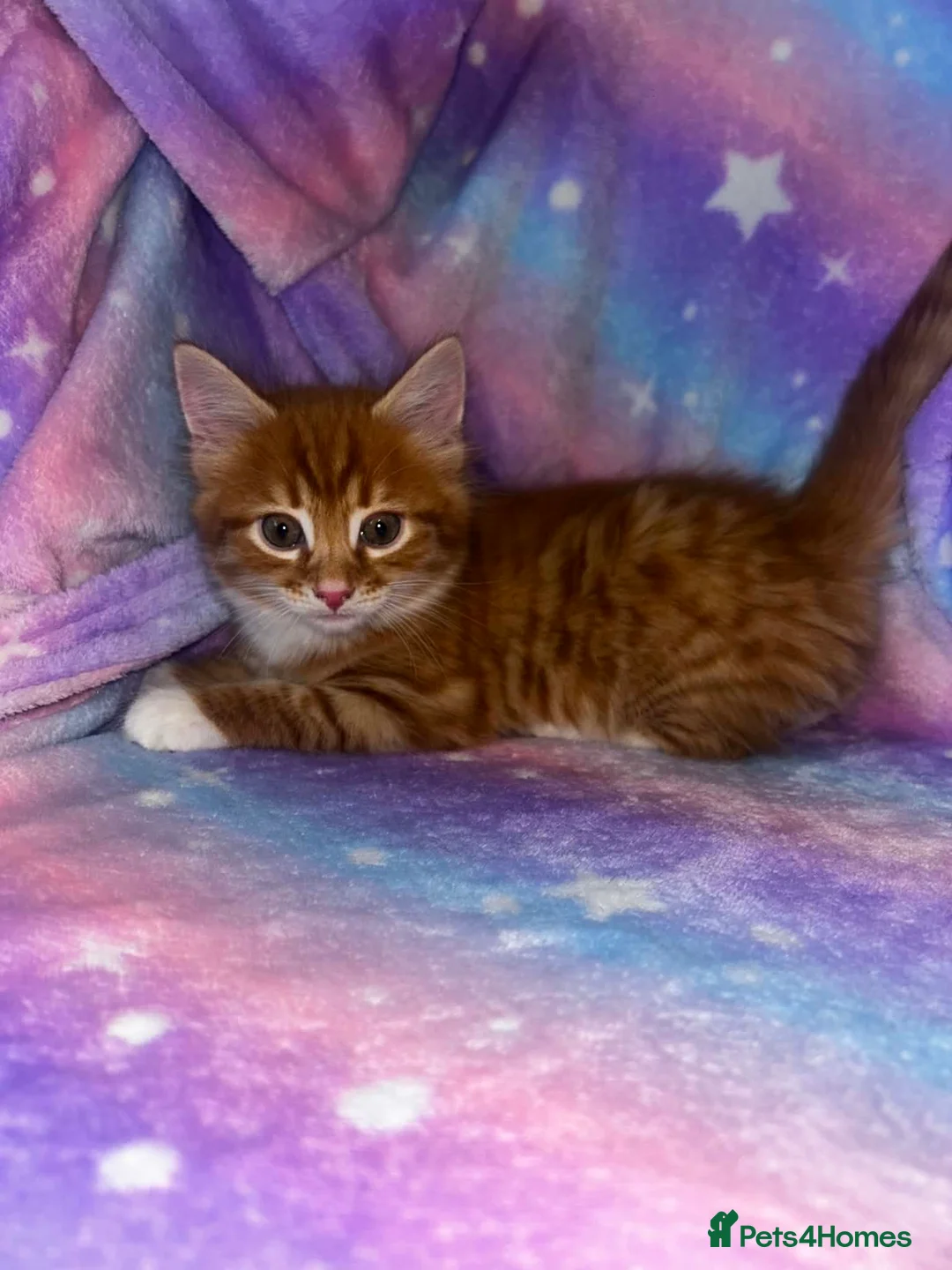 Maine Coon cats for sale: Beautiful Maine Coon Cross  - Advert 6
