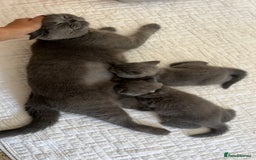 British Shorthair cats for sale: London: GCCF Pedigree British Blue Shorthair Girls - Image 9