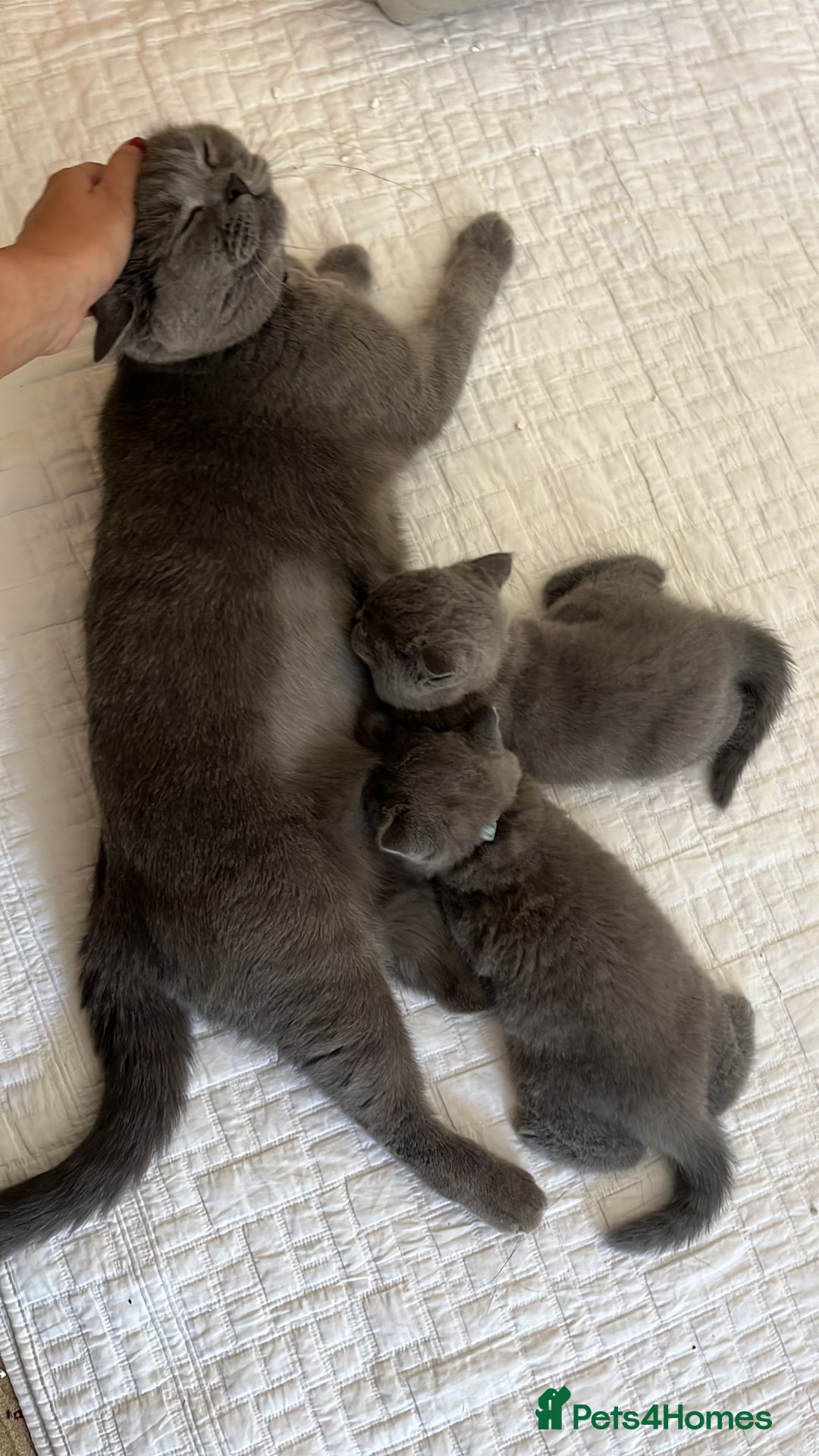 British Shorthair cats for sale: London: GCCF Pedigree British Blue Shorthair Girls - Image 9