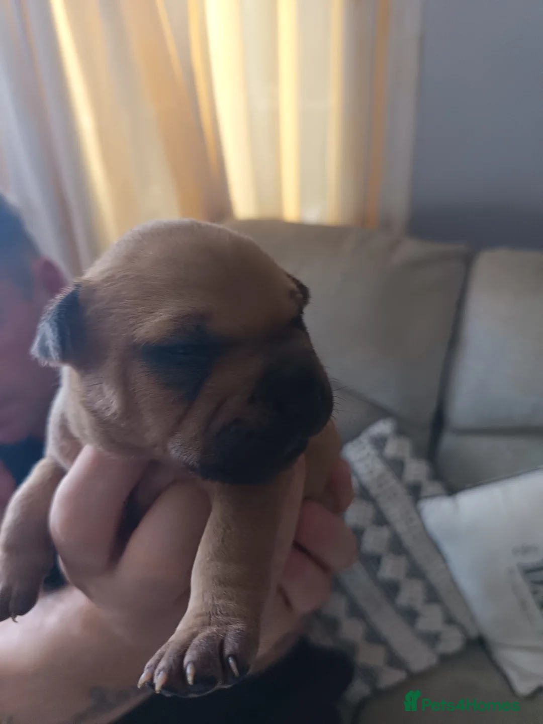 Mixed Breed dogs for sale: 6 beautiful Sharpie Frenchie bulldogs  in Waterlooville - Advert 2