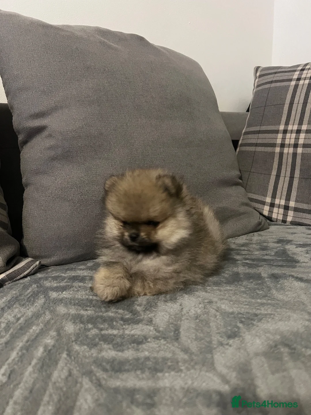 Pomeranian dogs for sale: KC Pomeranian teddy bears  - Advert 13