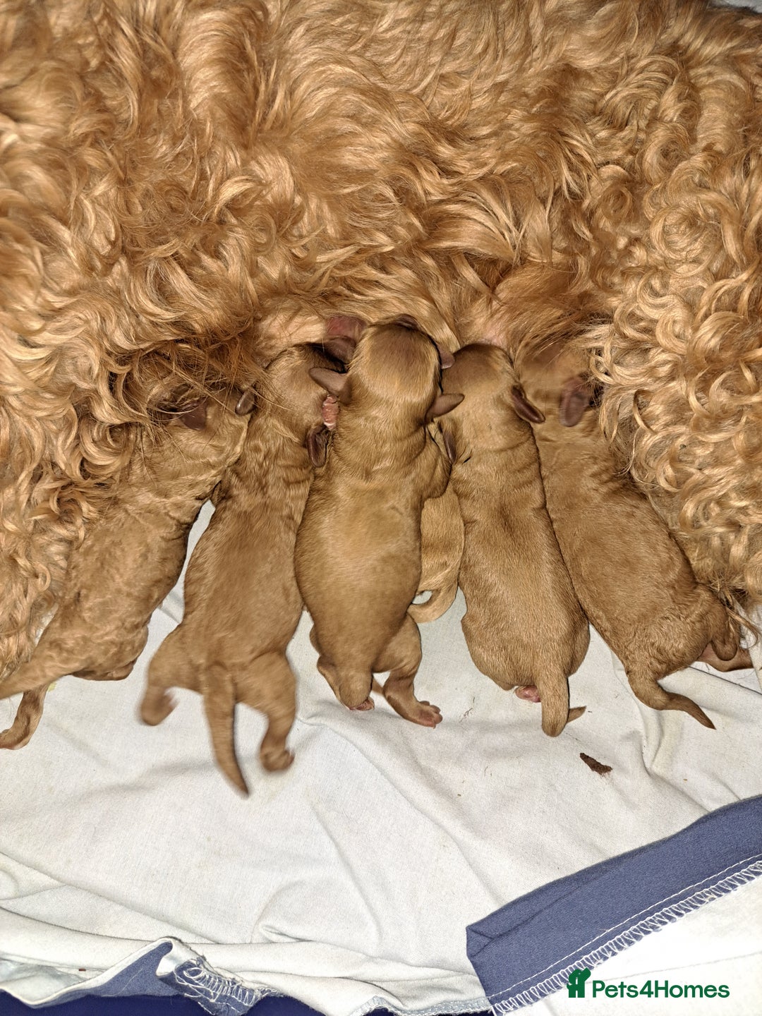 Cockapoo dogs for sale: Miniature cockapoos  - Advert 9