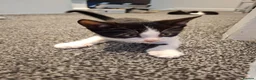 Mixed Breed cats for sale: Kittens for sale - Advert 10