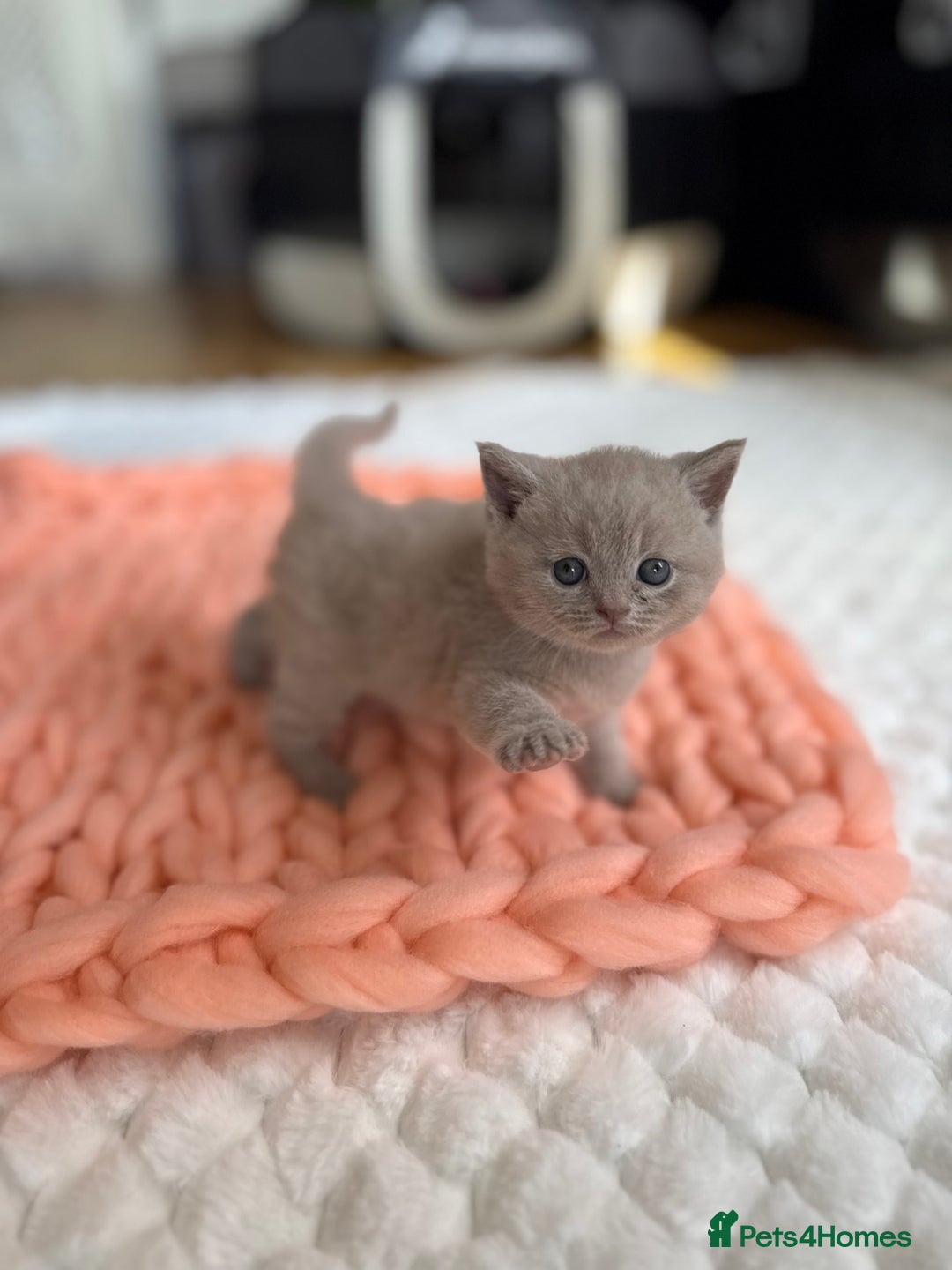 Scottish Fold cats for sale: Scottish straight - Image 6