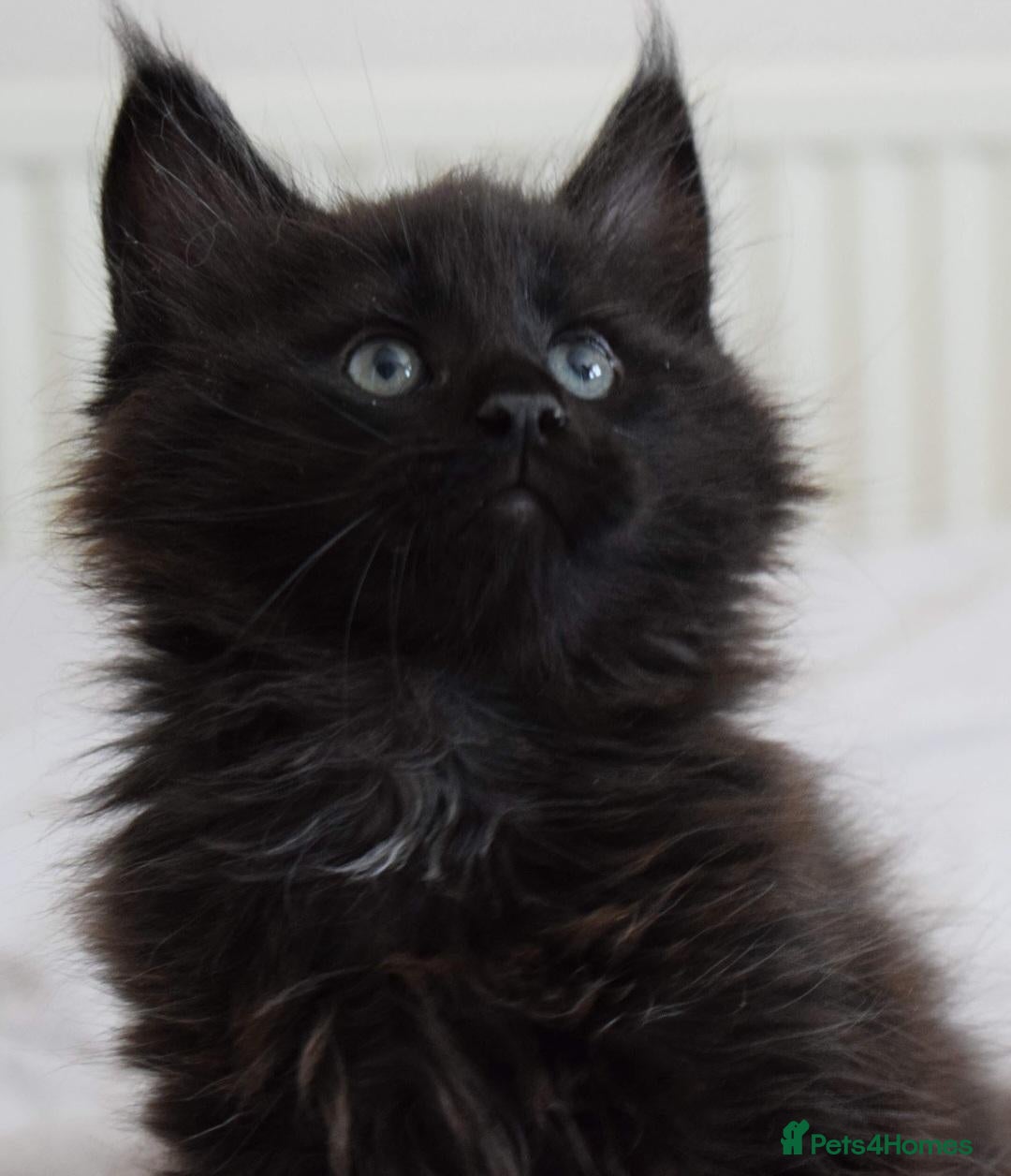 Maine Coon cats for sale: Beautiful girl!! TICA reg Maine Coon Ready Now!! in Diss - Image 1
