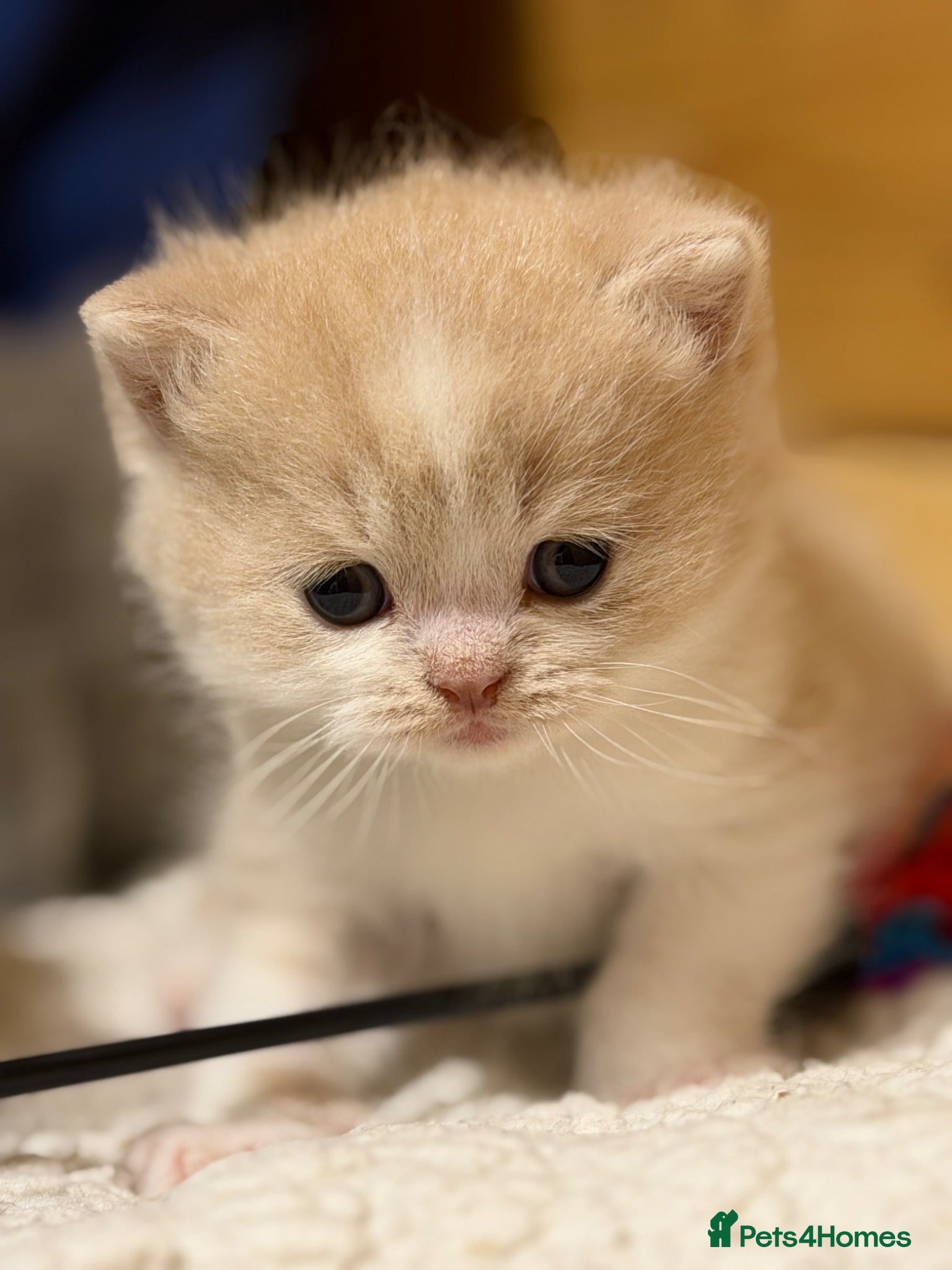 British Shorthair cats for sale: Beautiful British Shorthair kittens available  - Advert 4