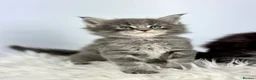 Maine Coon cats for sale: ✨7 Gorgeous Pure Breed Maine Coon Kittens✨ - Advert 19