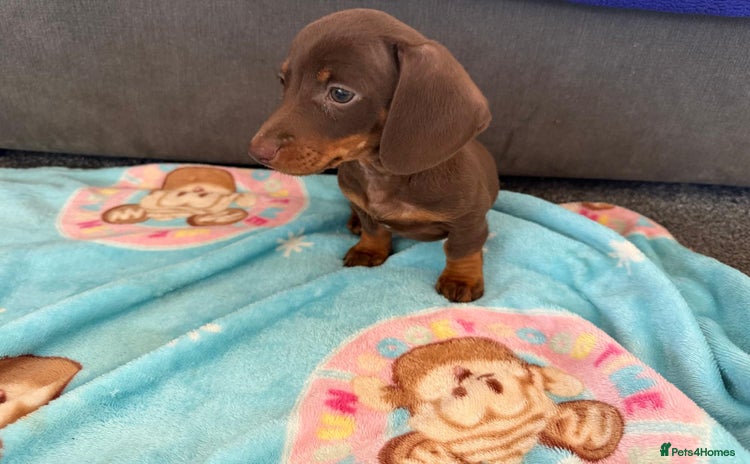 Miniature Dachshund dogs - Advert 9