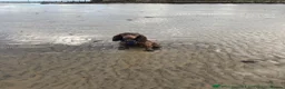 Cocker Spaniel dogs for stud: Fantastic dog all round for stud - Advert 5