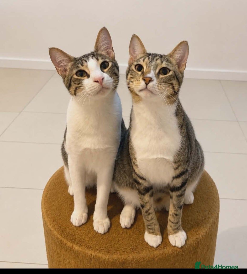 Arabian Mau cats Arabian Mao for adoption  - Advert 3