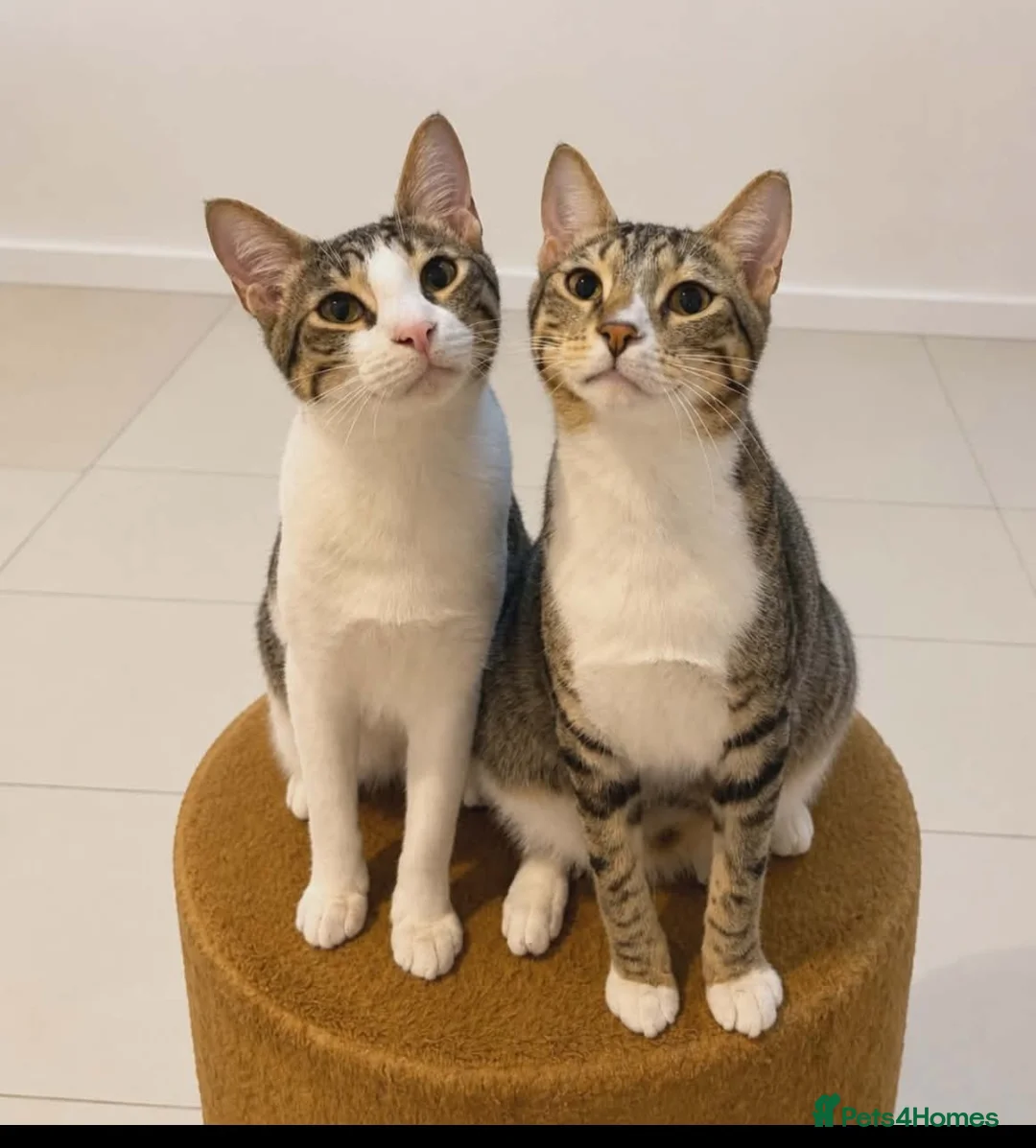 Arabian Mau cats for sale: Arabian Mao for adoption  - Advert 1