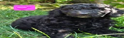 Cockapoo dogs for sale: Health Tested F1b Cockapoo Puppies - Advert 9