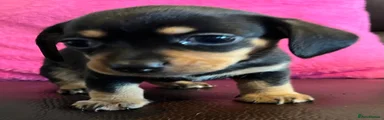 Chihuahua 3