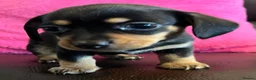 Chihuahua dogs for sale: Chihuahua X Miniature Dashund - Advert 20