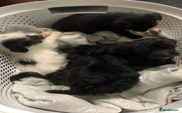 Mixed Breed dogs for sale: Toy yorkiepoos for sale  - Image 4