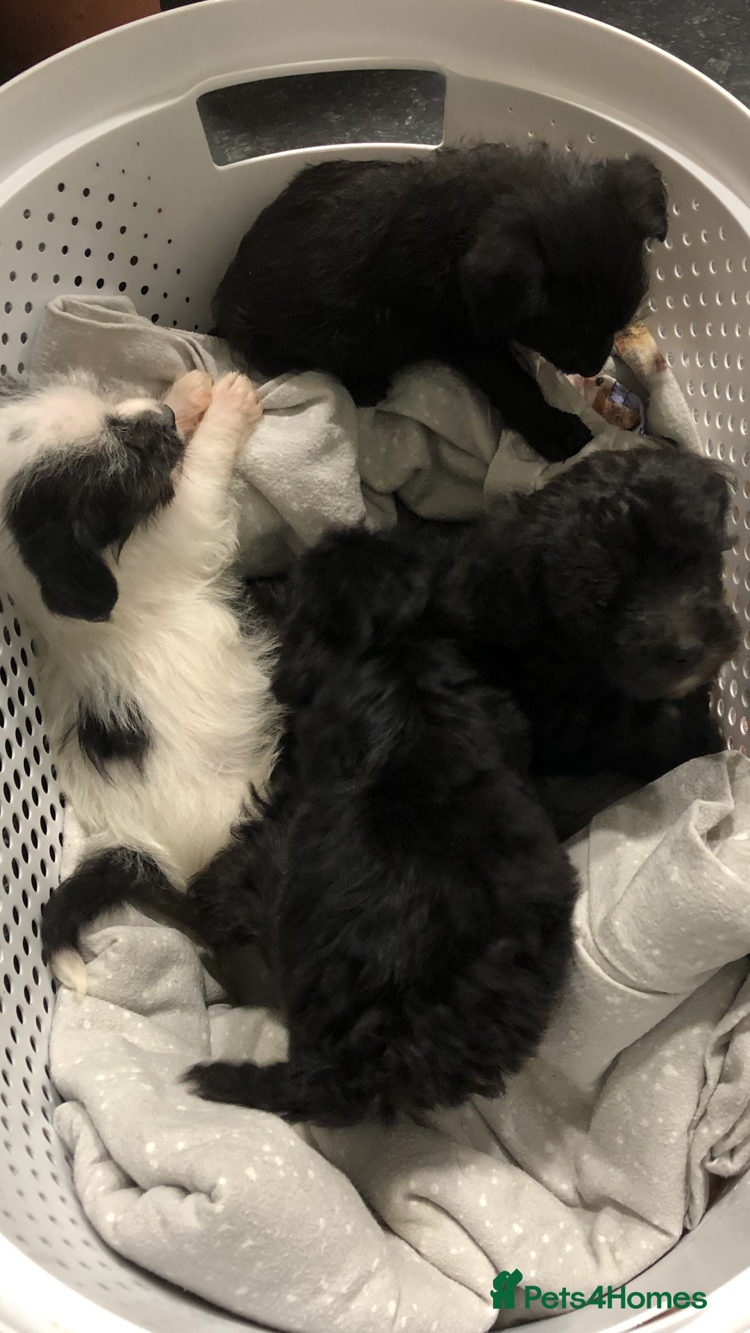 Mixed Breed dogs for sale: Toy yorkiepoos for sale  - Image 4