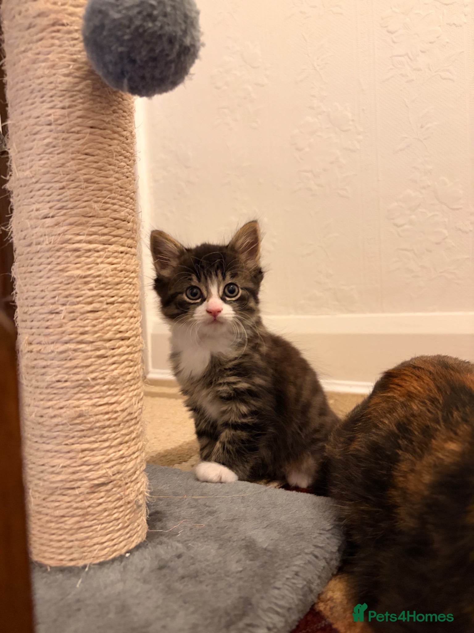 Mixed Breed cats Kittens for sale - Advert 6