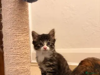 Mixed Breed cats Kittens for sale - Advert 6