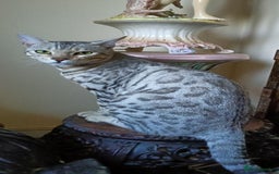 Domestic Shorthair cats for sale: Bengals  - Image 3