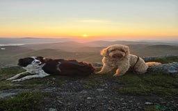 Cockapoo dogs for stud: Proven Cockapoo available for stud in Dalkeith - Image 5