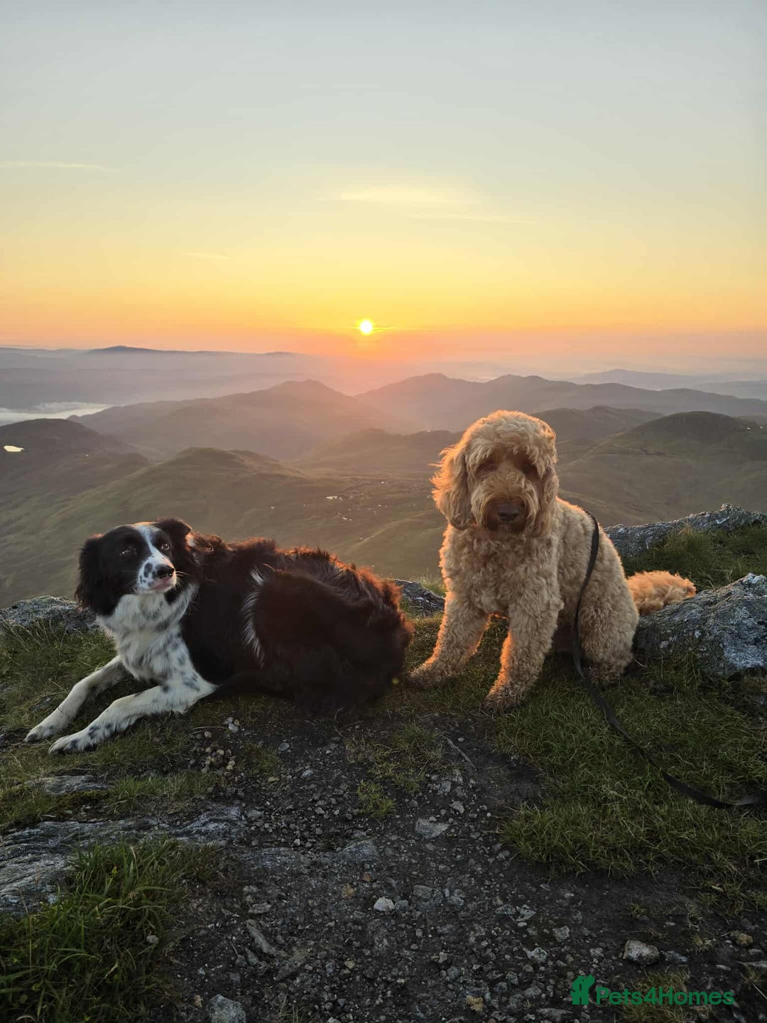 Cockapoo dogs for stud: Proven Cockapoo available for stud in Dalkeith - Image 5