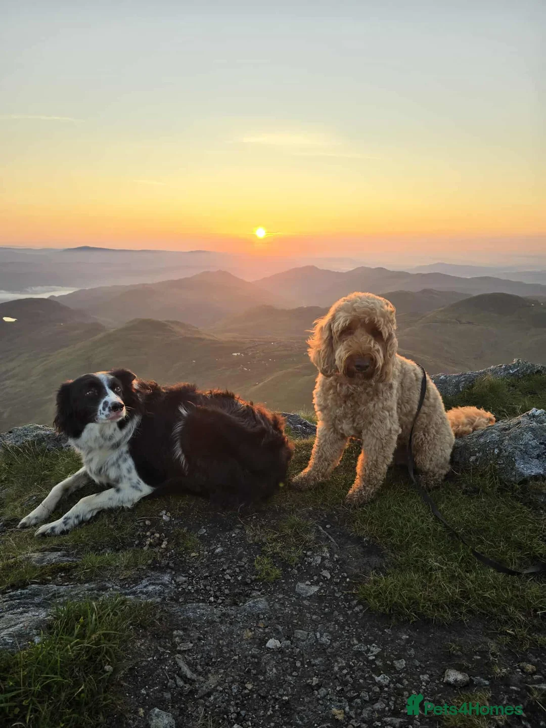 Cockapoo dogs for stud: Proven Cockapoo available for stud in Dalkeith - Advert 5